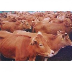 新疆黄牛养殖