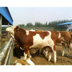 北京300斤的肉牛市场价格